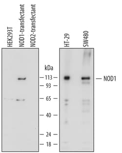 Human NOD1 Antibody, R D Systems 25&mu;g; Unlabeled:Antibodies, Monoclonal