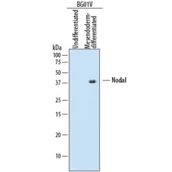 Human Nodal Antibody, R D Systems 100ug; Unlabeled:Antibodies, Monoclonal