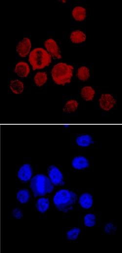 Mouse Noggin Antibody, R D Systems 25&mu;g; Unlabeled:Antibodies, Polyclonal