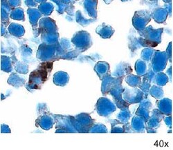 Mouse Noggin Antibody, R D Systems 25&mu;g; Unlabeled:Antibodies, Polyclonal