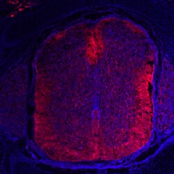 Rat Nogo-A Antibody, R D Systems 25&mu;g; Unlabeled:Antibodies, Monoclonal