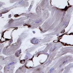 Human/Mouse Nogo-B Antibody, R D Systems 100&mu;g; Unlabeled:Antibodies,