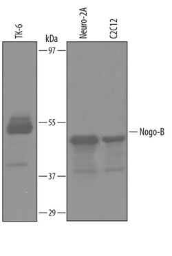 Human/Mouse Nogo-B Antibody, R D Systems 100&mu;g; Unlabeled:Antibodies,