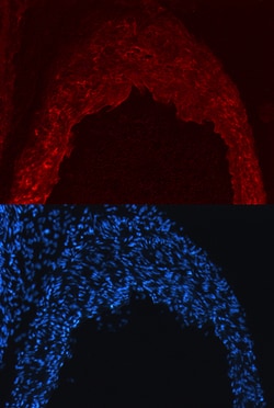 Mouse Nogo-B Antibody, R D Systems 25&mu;g; Unlabeled:Antibodies, Monoclonal