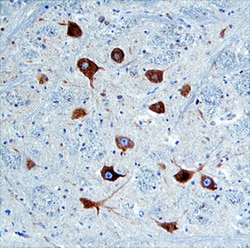 Human Nogo-C Antibody, R D Systems 25&mu;g; Unlabeled:Antibodies, Polyclonal