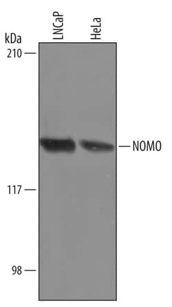 Human NOMO Antibody, R D Systems 100&mu;g; Unlabeled:Antibodies, Polyclonal