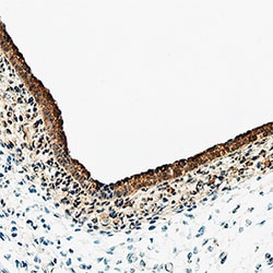 Mouse/Rat Notch-1 Antibody, R D Systems 100&mu;g; Unlabeled:Antibodies,