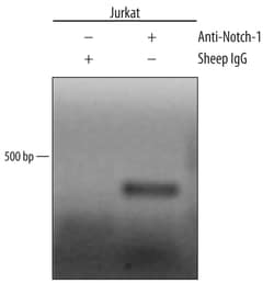 Human Notch-1 Intracellular Domain Antibody, R D Systems 100&mu;g; Unlabeled:Antibodies,