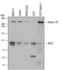 Human Notch-1 Intracellular Domain Antibody, R D Systems 100&mu;g; Unlabeled:Antibodies,