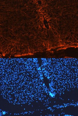 Mouse Notch-1 Antibody, R D Systems 25&mu;g; Unlabeled:Antibodies, Polyclonal