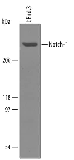 Mouse Notch-1 Antibody, R D Systems 25&mu;g; Unlabeled:Antibodies, Polyclonal