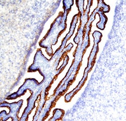 Rat Notch-2 Antibody, R D Systems 100 &mu;g | Buy Online | R&D Systems | Fisher Scientific