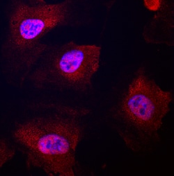 Human Notch-4 Intracellular Domain Antibody, R D Systems 25&mu;g; Unlabeled:Antibodies,