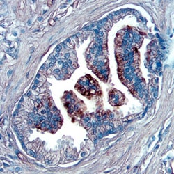 Human NOV/CCN3 Antibody, R D Systems 25&mu;g; Unlabeled:Antibodies, Polyclonal