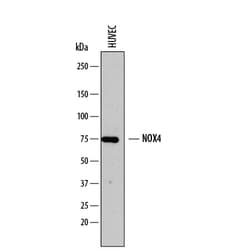 Human Nox4 Antibody, R D Systems 100&mu;g; Unlabeled:Antibodies, Polyclonal