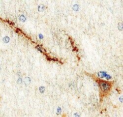 Human NPDC-1 Antibody, R D Systems 25&mu;g; Unlabeled:Antibodies, Polyclonal