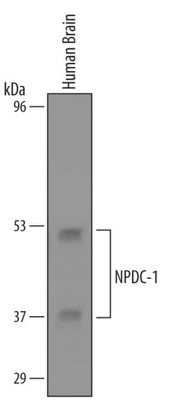 Human NPDC-1 Antibody, R D Systems 25&mu;g; Unlabeled:Antibodies, Polyclonal