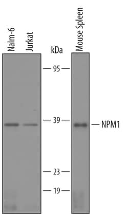 Human/Mouse NPM1 Antibody, R D Systems 25&mu;g; Unlabeled:Antibodies, Polyclonal