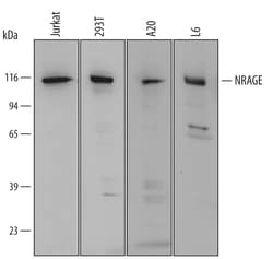 Human/Mouse/Rat NRAGE Antibody, R D Systems 100&mu;g; Unlabeled:Antibodies,