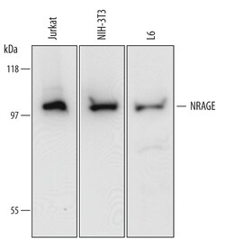 Human/Mouse NRAGE Antibody, R D Systems 25&mu;g; Unlabeled:Antibodies,