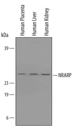 Human/Mouse NRARP Antibody, R D Systems 100&mu;g; Unlabeled:Antibodies,