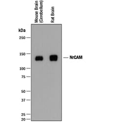 Mouse/Rat NrCAM Antibody, R D Systems 100&mu;L:Antibodies, Polyclonal