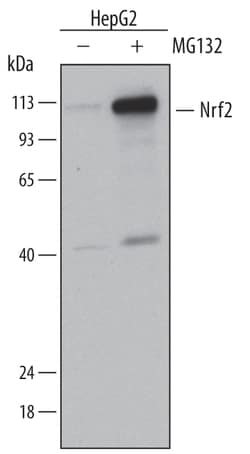 Human/Mouse Nrf2 Antibody, R D Systems 25&mu;g; Unlabeled:Antibodies, Polyclonal