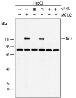 Human Nrf2 Antibody, R D Systems 25&mu;g; Unlabeled:Antibodies, Monoclonal