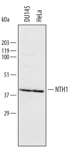 Human NTH1 Antibody, R D Systems 100&mu;g; Unlabeled:Antibodies, Polyclonal