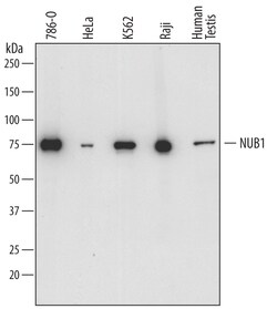 Human NUB1 Antibody, R D Systems 25&mu;g; Unlabeled:Antibodies, Polyclonal