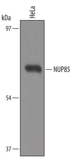Human Nucleoporin NUP85 Antibody, R D Systems 25 &mu;g | Buy Online | R&D Systems | Fisher Scientific
