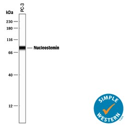 Human/Mouse/Rat Nucleostemin Antibody, R D Systems 25&mu;g; Unlabeled:Antibodies,