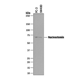 Human/Mouse/Rat Nucleostemin Antibody, R D Systems 25&mu;g; Unlabeled:Antibodies,