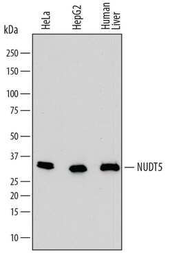 Human ADP-Sugar Pyrophosphatase/NUDT5 Antibody, R D Systems 25&mu;g; Unlabeled:Antibodies,