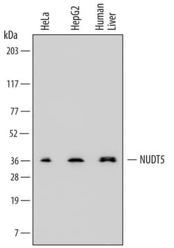 Human ADP-Sugar Pyrophosphatase/NUDT5 Antibody, R D Systems 25&mu;g; Unlabeled:Antibodies,