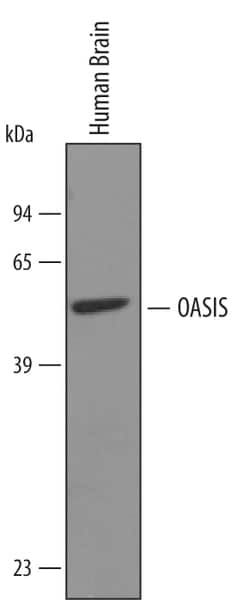 OASIS/CREB3L1 Goat anti-Human, Polyclonal, R D Systems 100&mu;g; Unlabeled:Antibodies,