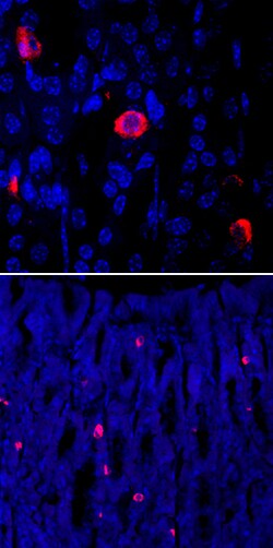 Human/Mouse Ghrelin Antibody, R D Systems 100ug; Unlabeled:Antibodies,