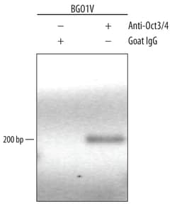 Human/Mouse Oct-3/4 Antibody, R D Systems 100&mu;g; Unlabeled:Antibodies,