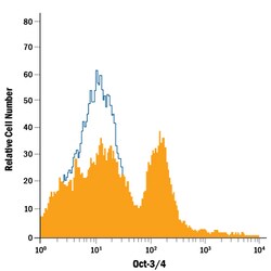 Human/Mouse Oct-3/4 Fluorescein-conjugated Antibody, R D Systems:Antibodies:Primary