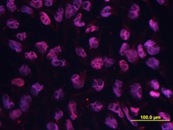 Human/Mouse Oct-3/4 Antibody, R D Systems 25&mu;g; Unlabeled:Antibodies,