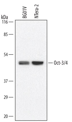 Human/Mouse Oct-3/4 Antibody, R D Systems 25&mu;g; Unlabeled:Antibodies,