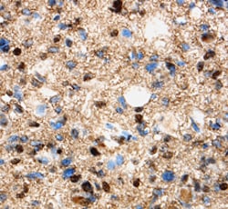 Human/Mouse Olig1 Antibody, R D Systems 25&mu;g; Unlabeled:Antibodies,