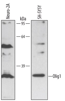 Human/Mouse Olig1 Antibody, R D Systems 25&mu;g; Unlabeled:Antibodies,