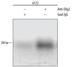 Human/Mouse/Rat Olig2 Antibody, R D Systems 25&mu;g; Unlabeled:Antibodies,
