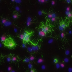 Human/Mouse/Rat Olig2 Antibody, R D Systems 25&mu;g; Unlabeled:Antibodies,