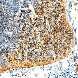 Human/Mouse/Rat Olig2 Antibody, R D Systems 25&mu;g; Unlabeled:Antibodies,