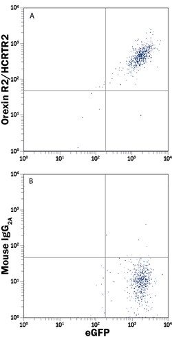 Human Orexin R2/HCRTR2 Antibody, R D Systems 100ug; Unlabeled:Antibodies,