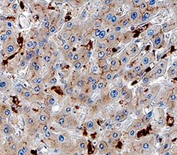 Human Osteoactivin/GPNMB Antibody, R D Systems 100 &mu;g | Buy Online | R&D Systems | Fisher Scientific