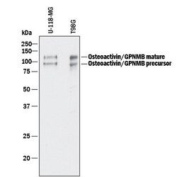 Human Osteoactivin/GPNMB Antibody, R D Systems 100 &mu;g | Buy Online | R&D Systems | Fisher Scientific
