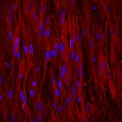 Human/Rat Osteocalcin Antibody, R D Systems 25&mu;g; Unlabeled:Antibodies,